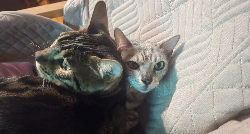 Стало известно: почему кошка сначала вылизывает, а потом делает "кусь" - хозяевам знать обязательно