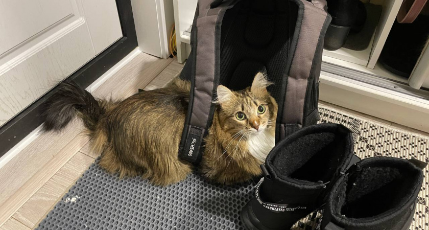 9 вещей, которые кошки любят больше всего - всем хозяевам нужно запомнить