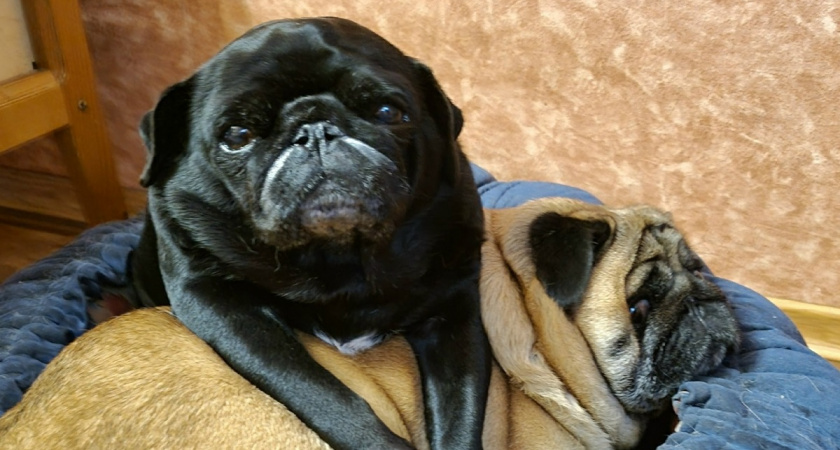 Грустная статистика, о которой должен знать каждый будущий хозяин: 5 пород с короткой продолжительностью жизни