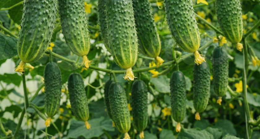 Сажаю один раз — а плодоносят до самых холодов: огурцы с мощным иммунитетом и рекордной отдачей