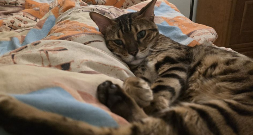 Что означает, когда кошка спит рядом с вами: 3 неочевидных причины и главное, что нужно знать