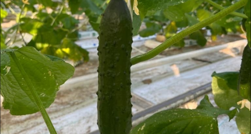 Всходят уже через 35 дней – самые ранние огурчики: 17 скороспелых сортов и гибридов