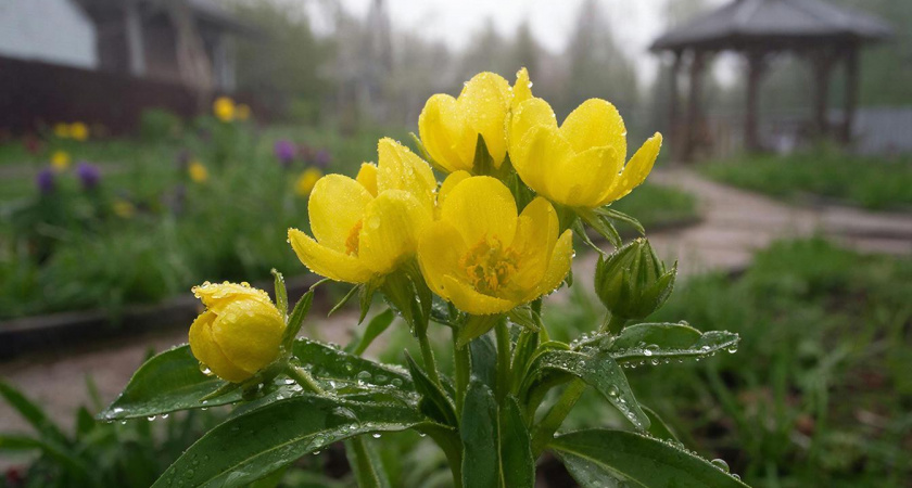 Зацветет первым по весне — хоть в тени, хоть на каменистой почве: яркий многолетник станет вашим любимцем в саду