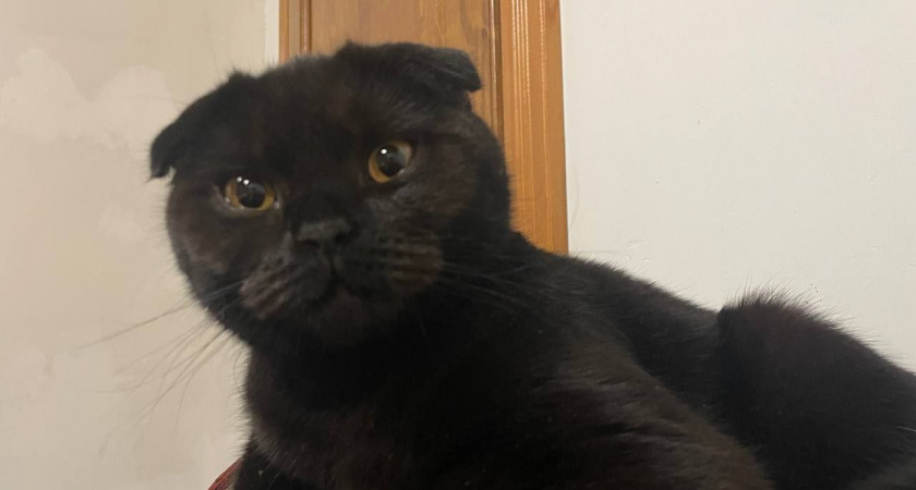 Почему она выбрала именно вас. Три признака кошачьей любви, которые вы пропускаете