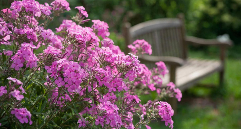 Расстелите в саду живой ковер: растения, которые растут без хлопот и сорняки глушат