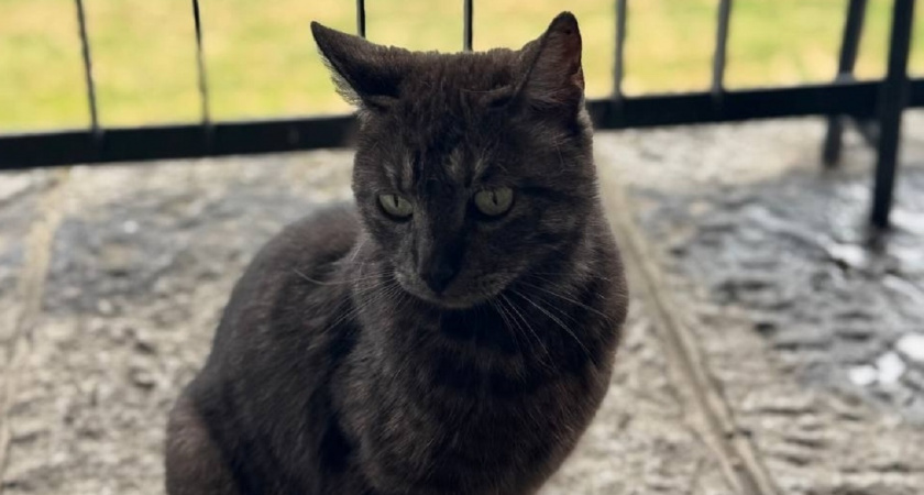 Как кошки говорят "прощай": 7 тревожных сигналов, которые важно не пропустить в последние дни