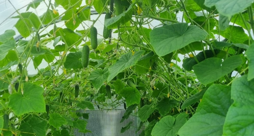 Дачники, топ-3 сорта огурцов для Севера: плодами завалит даже в ледяной пустыне
