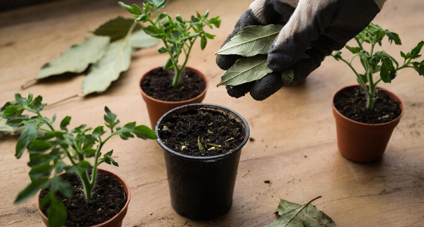 Кидаю по щепотке в каждый стаканчик: мощная рассада прет до высадки без удобрений - только поливаю