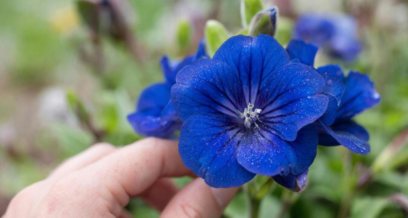 Единственный многолетник, который нужен для создания богатого вида в саду — синий бархат