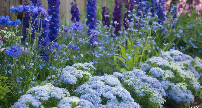 Небеса прямо у крыльца: эти синие и голубые цветы меняют настроение и лечат душу