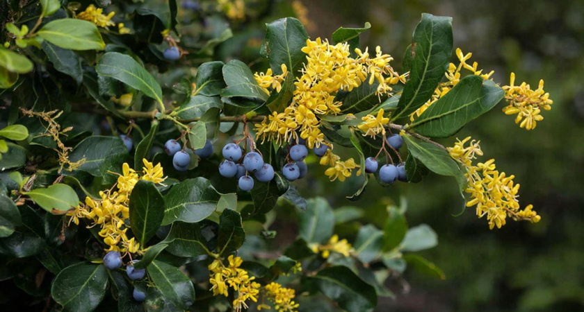 Зимой зеленеет, весной цветёт, осенью плоды приносит: стойкий кустарник для вашего сада