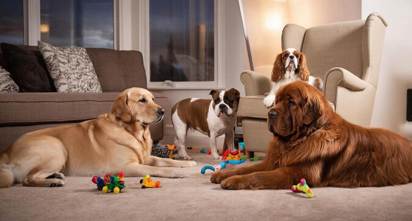 Опасная правда о собаках-"липучках". Четыре породы, которые не оставят вас ни на минуту 