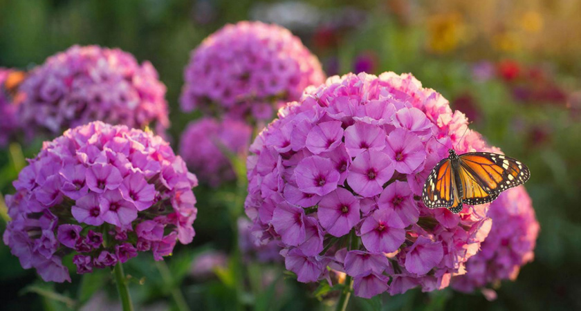 Гортензия отходит на задний двор – сад завоевывает новый яркий кустарник: цветет все лето и до самых заморозков