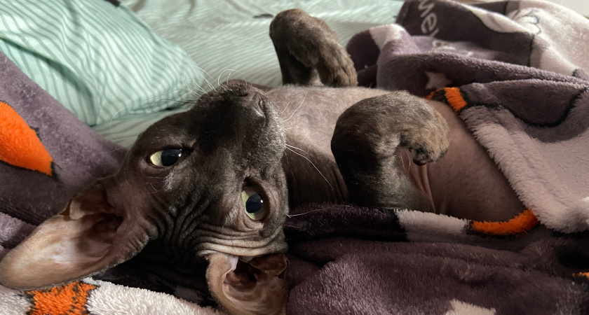 Не линяют, не пахнут и не страдают от болезней - 4 лучшие породы кошек