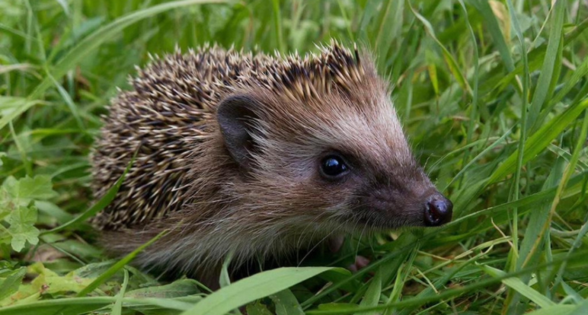 Прогоняйте их как увидите: Почему появление ежа на участке это тревожный сигнал для хозяев?