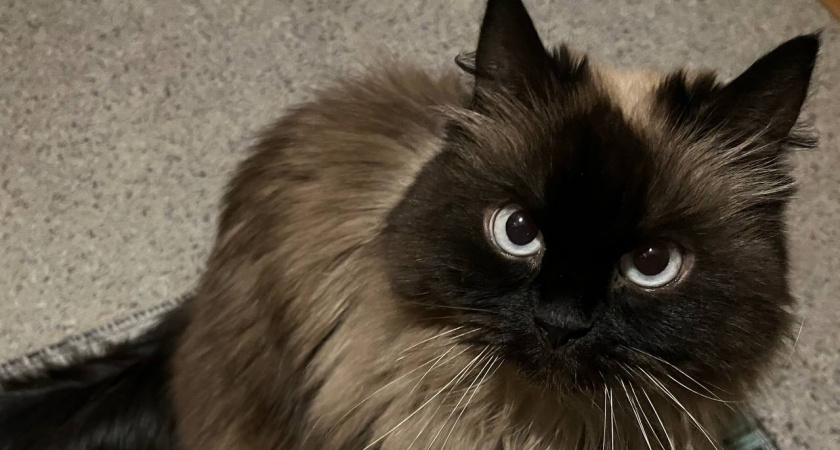 Есть 1 место, куда можно целовать кошку - она не будет злиться. На заметку каждому хозяину