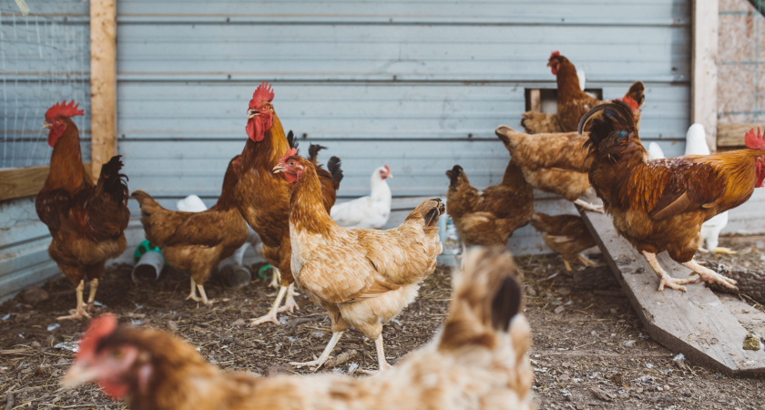 Почему я больше никогда не заведу кур: 10 причин отказаться от этой идеи - никому не советую