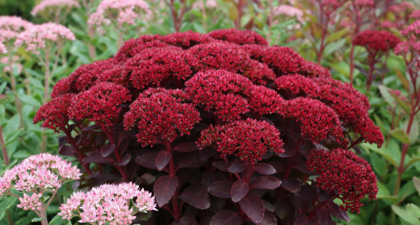 Алые купола соцветий поднимаются ежегодно: цветок, который не спрашивает разрешения