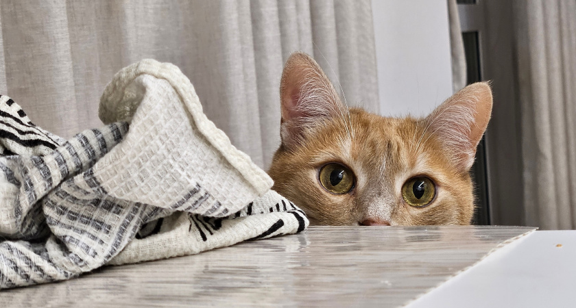 Почему кошка всегда залезает на место хозяина на кровати или на стуле