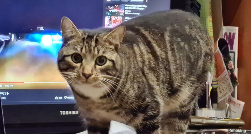 Почему кот ни с того ни с сего начинает носиться как угорелый - настоящие причины "тыгыдыка"