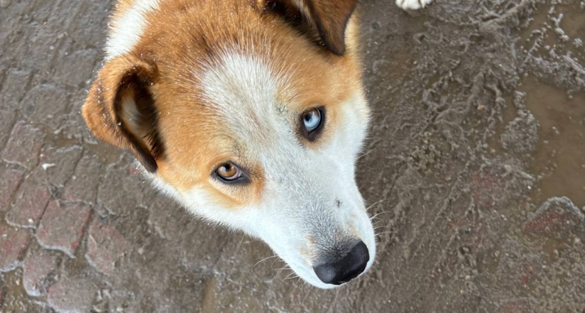 Какая порода собаки идеально подходит вашему знаку зодиака