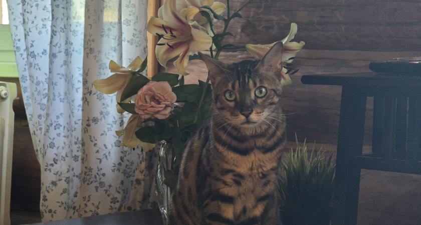 Защитят и вас, и детей. Топ–10 пород кошек, способных встать на вашу защиту - настоящие охранники