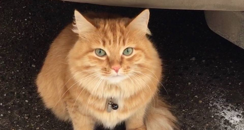 У этих кошек самый тяжелый характер: 5 пород, которые не дадут хозяину спокойной жизни