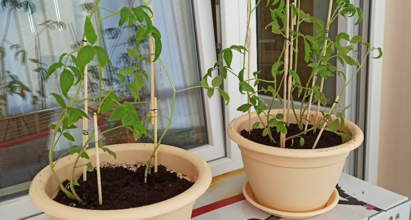 Что делать, если рассада помидор вытянулась и тонкая - 3 несложных действия помогут
