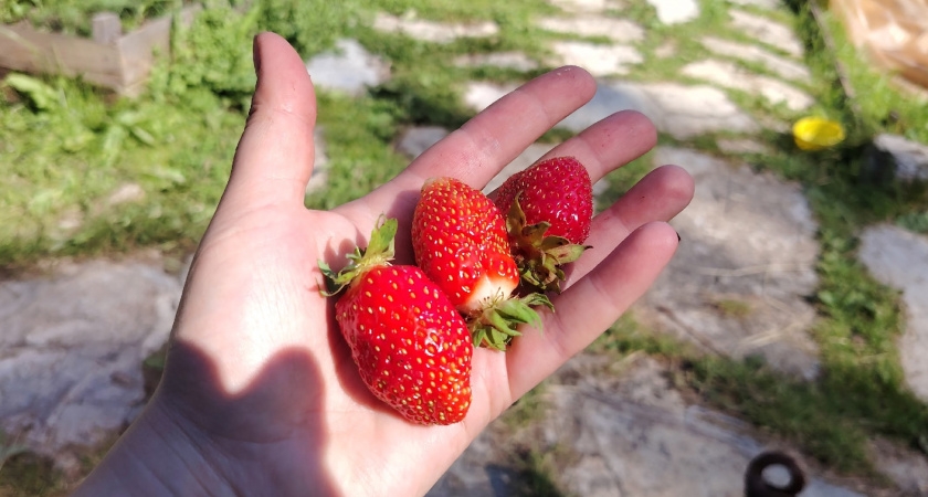 Сосед открыл свою секретную схему: сажаю клубнику теперь только так, ягоды - "сахар" и размером с кулак
