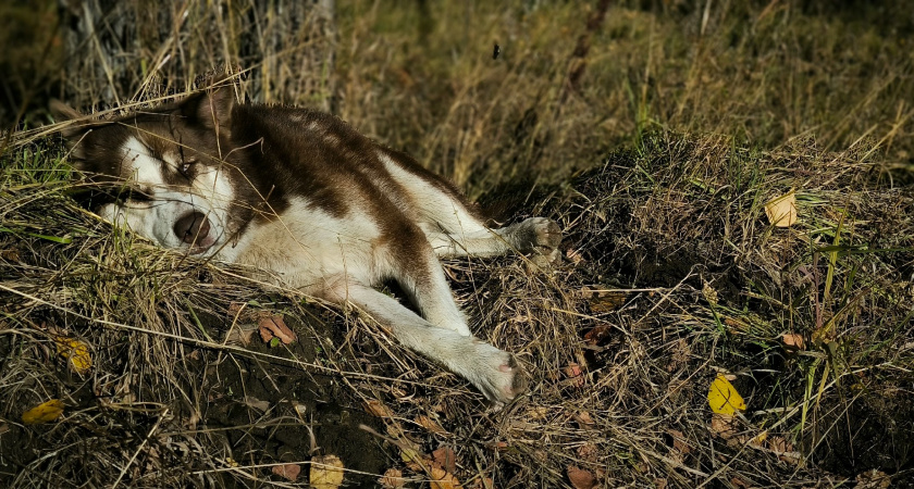 Кто в доме хозяин - собака считает этого человека главой семьи 