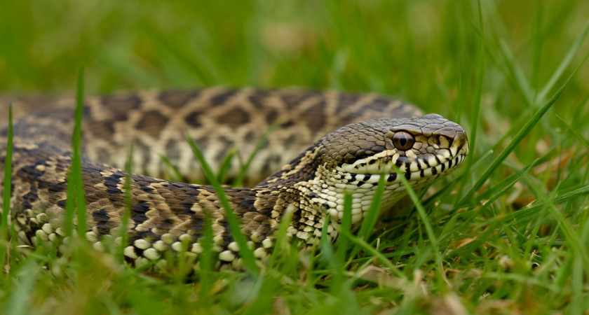 Гадюк больше не боюсь: сосед подсказал, как быстро вывести ядовитых змей с дачного участка