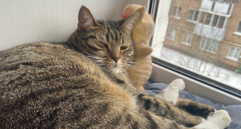 Сколько лет могут прожить кошки при хорошем уходе - ветеринары дали четкий ответ