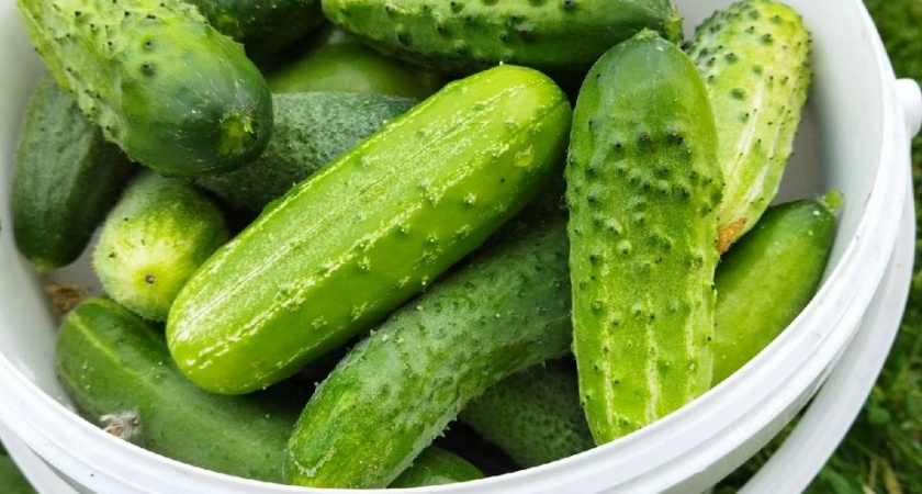 Завалит урожаем: этот ранний огурец увешан плодами сверху донизу, словно гирляндой — накормит целую деревню