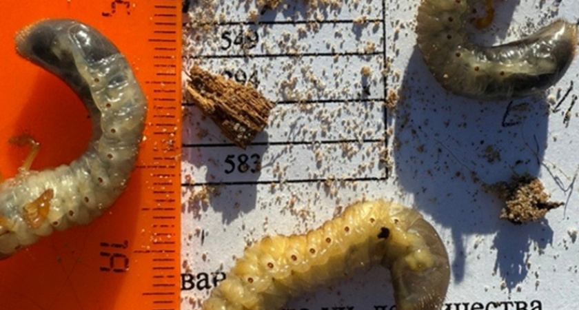 Лес в Коми поедают майский хрущ, трутовики и рак