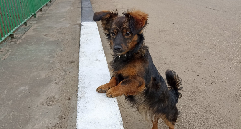 Всегда будут рядом: 7 самых преданных пород собак по мнению кинологов