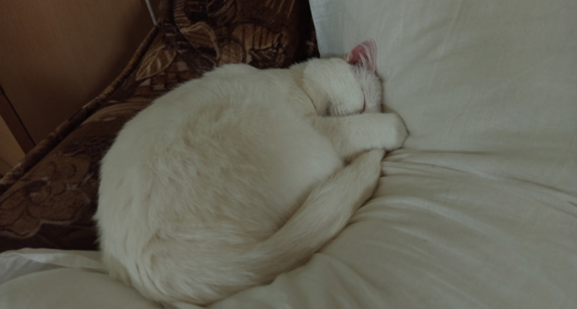 Не только ради еды: почему кошки будят хозяев рано утром - должен знать каждый владелец