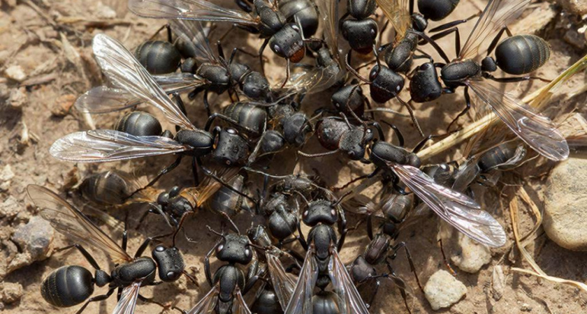 Что это за странные крылатые муравьи появляются в конце июля-начале августа - столько лет жила и не знала