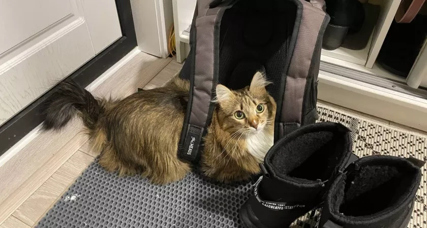 9 вещей, которые кошки любят больше всего - всем хозяевам нужно запомнить