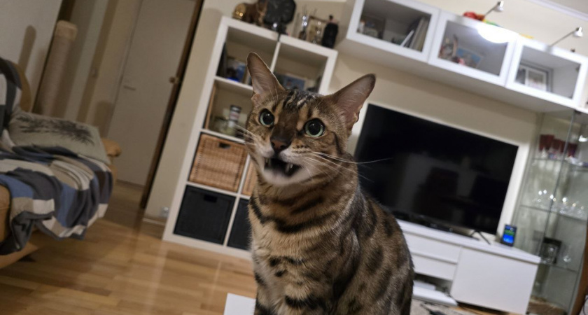 7 признаков, что вы неправильно воспитали своего кота: вьет ли ваш питомец из вас веревки