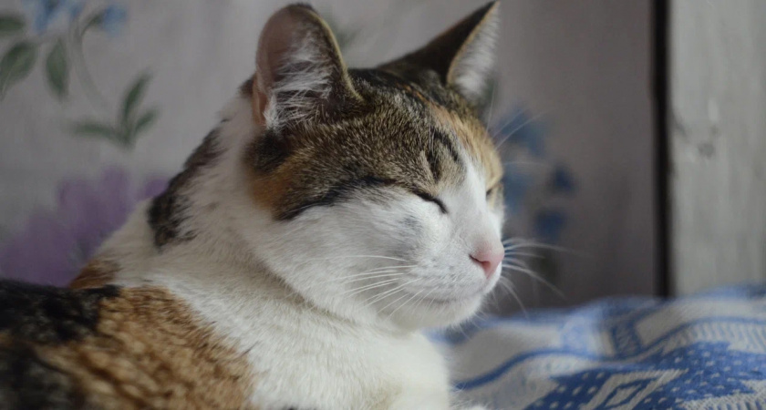 Как кошка "говорит", что ей больно: главные сигналы для хозяев