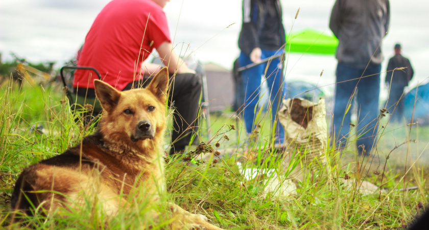 7 пород собак, которые будут лучшими охранниками и защитниками
