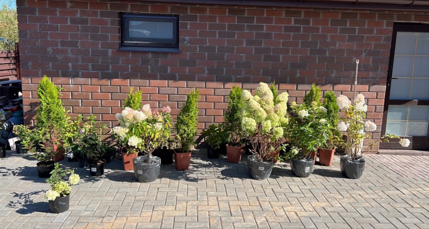 Как я избавился от травы между плиток за сутки: делюсь рабочими методами