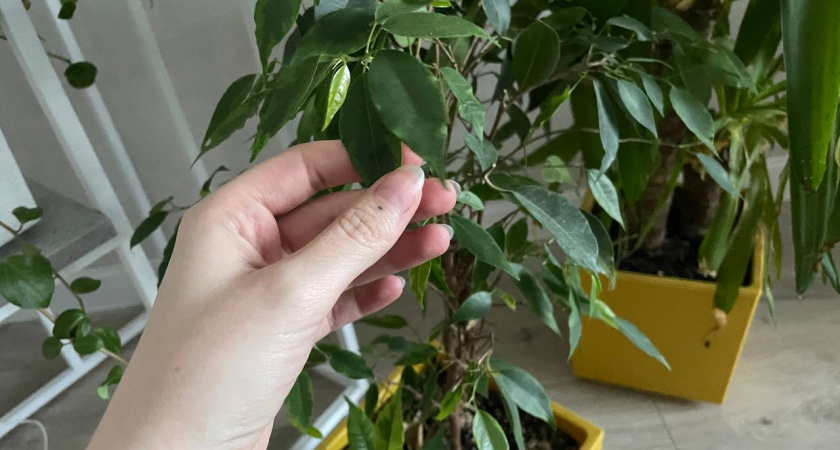 Комнатные растения перестают чахнуть: простое средство работает как защита