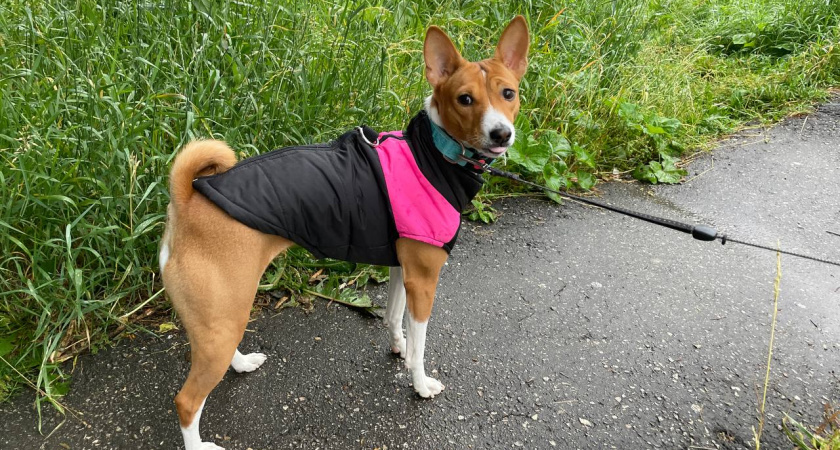 Собаки-однолюбы: 10 пород, которые выбирают исключительно одного хозяина