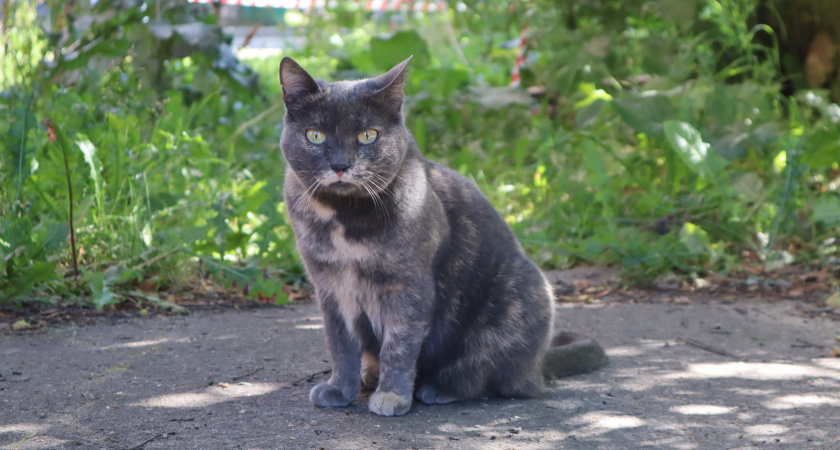 Почему одни кошки спят в ногах у хозяина, а другие - возле головы?