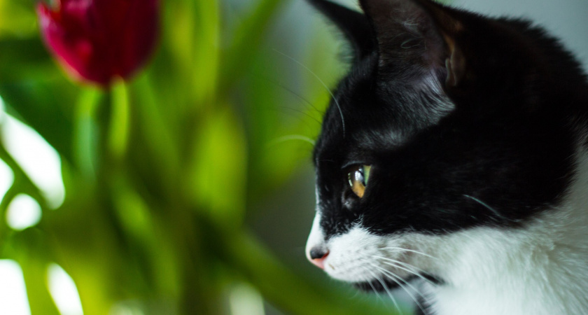 Как кошка показывает, что считает вас своей "мамой" или "папой": главные признаки