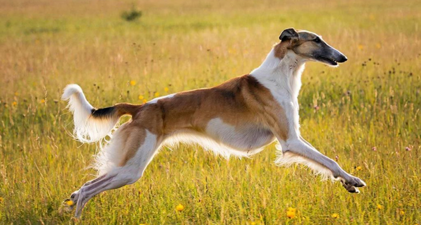Люблю, но больше такую породу не заведу: 10 фактов про русскую борзую, о которых стоит знать заранее