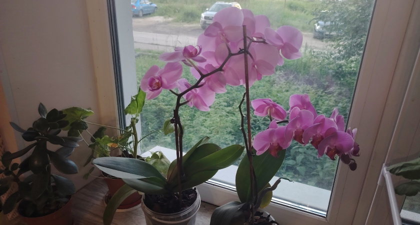 1 шт. на 1 литр воды — и орхидея прет в рост как угорелая: бутоны лезут пачками и днем, и ночью — стимулятор для пышного цветения