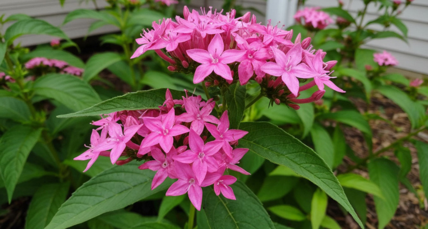 Гортензию больше не сажаю - сад завоевывает новый эффектный кустарник: цветет все лето и до самых заморозков 