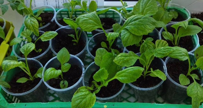 Развожу половинку таблетки в 1 литре воды — и рассада растет как на дрожжах: с подсветкой можно не заморачиваться